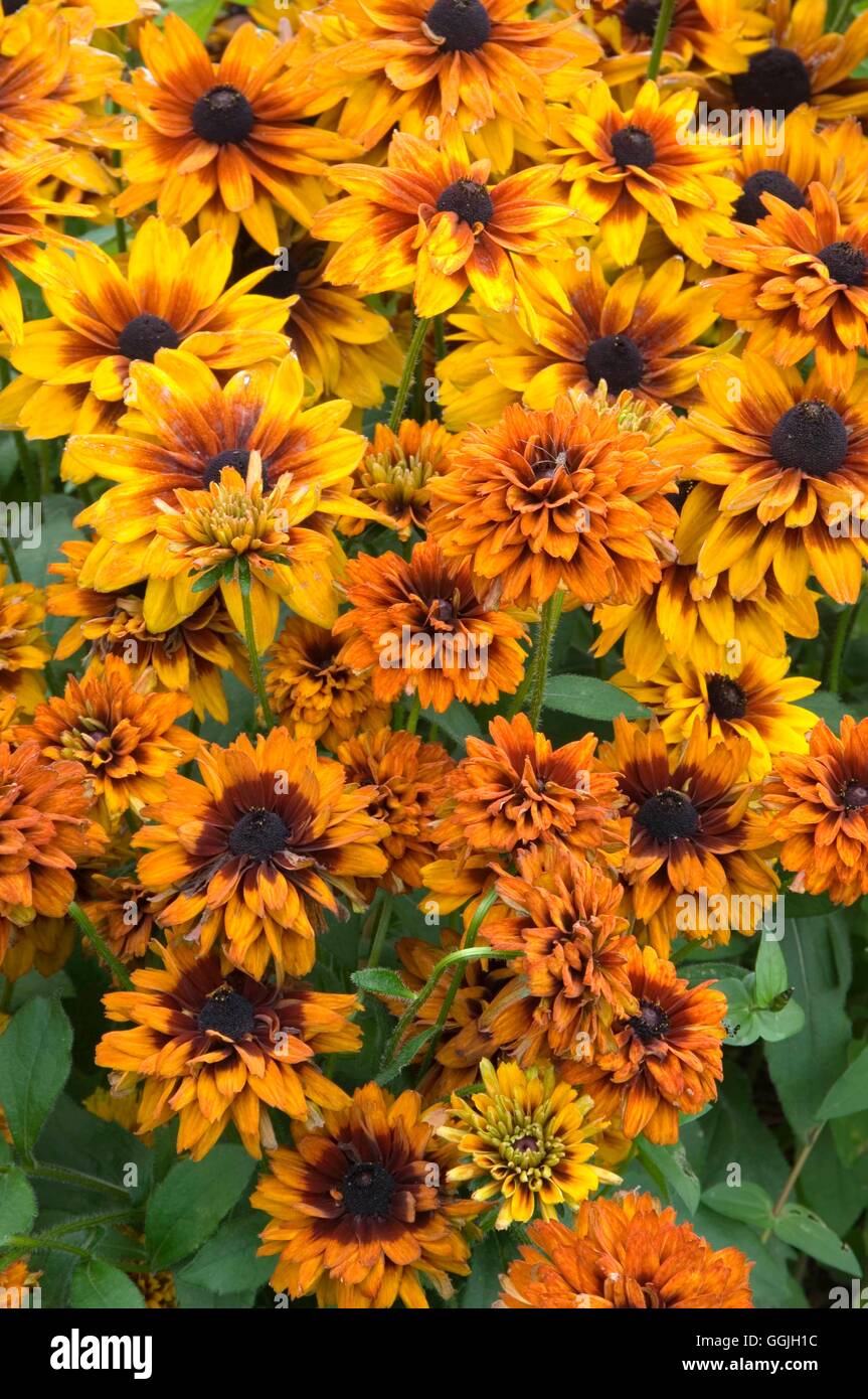 Rudbeckia Hirta "Cherokee Sunset" MIW252834 Stockfoto