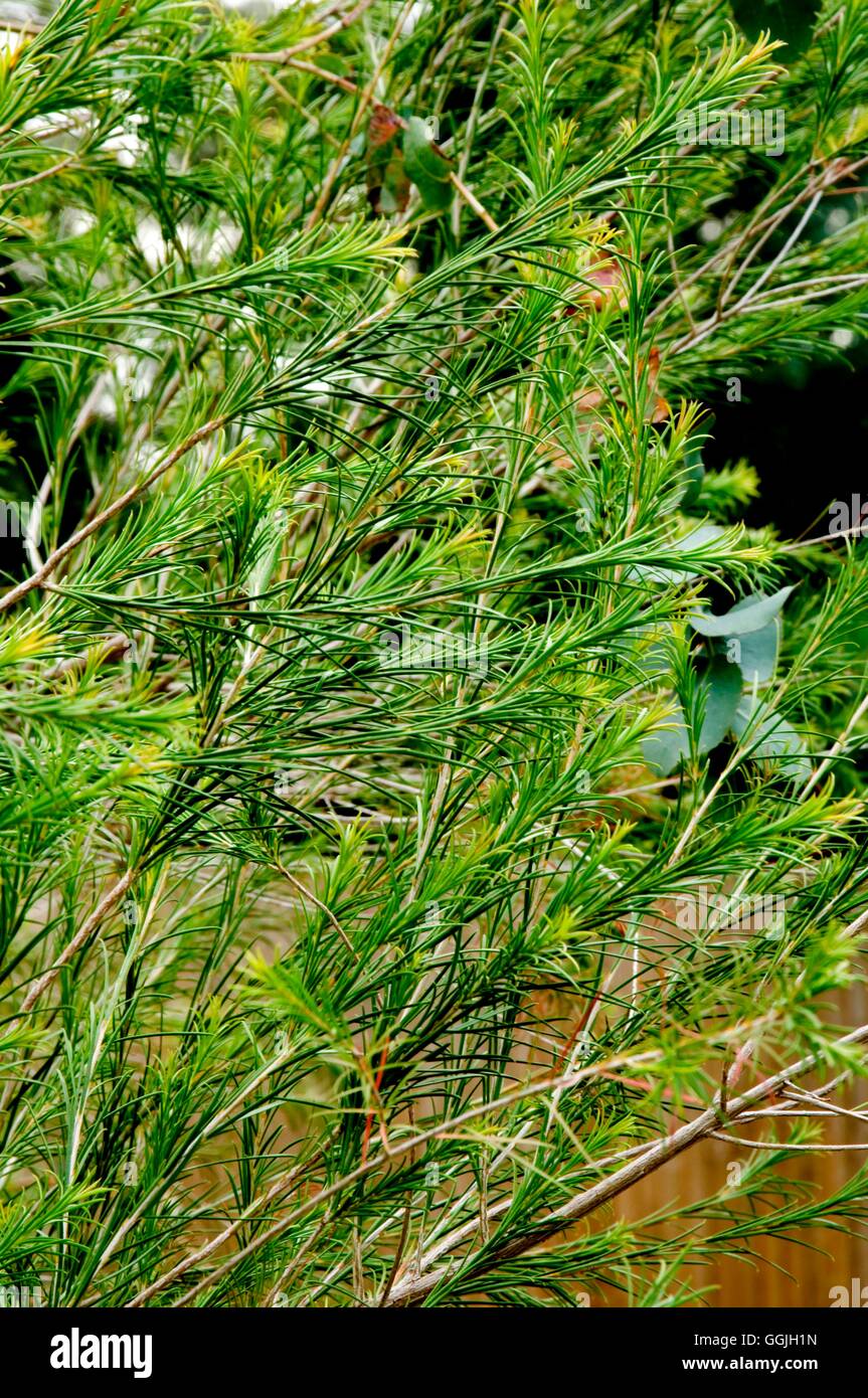 Melaleuca Alternifolia MIW252841 Stockfoto