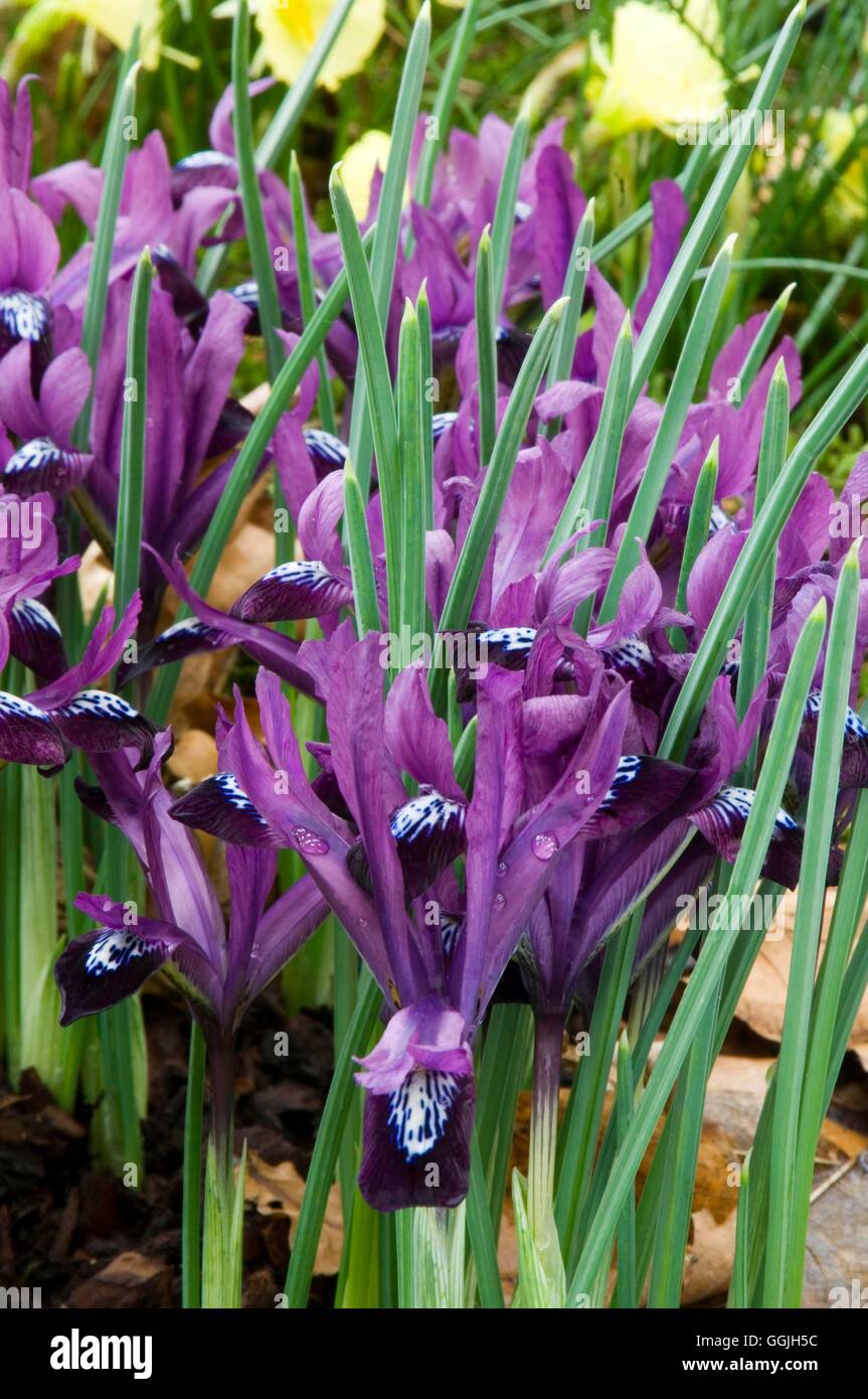 Iris Reticulata "Purple Gem" MIW252948 Stockfoto