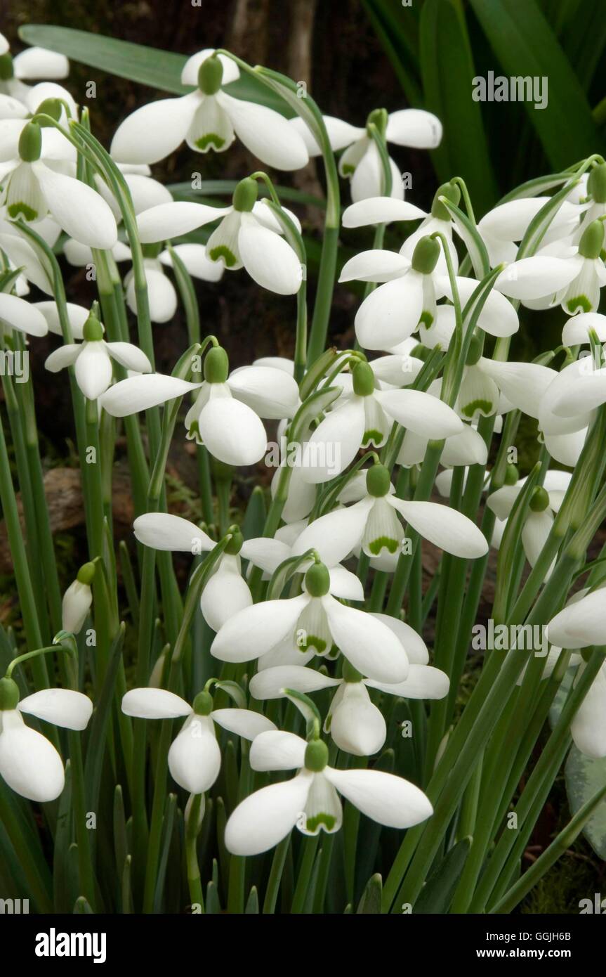 Galanthus 'Brenda Troyle' MIW252966 Stockfoto