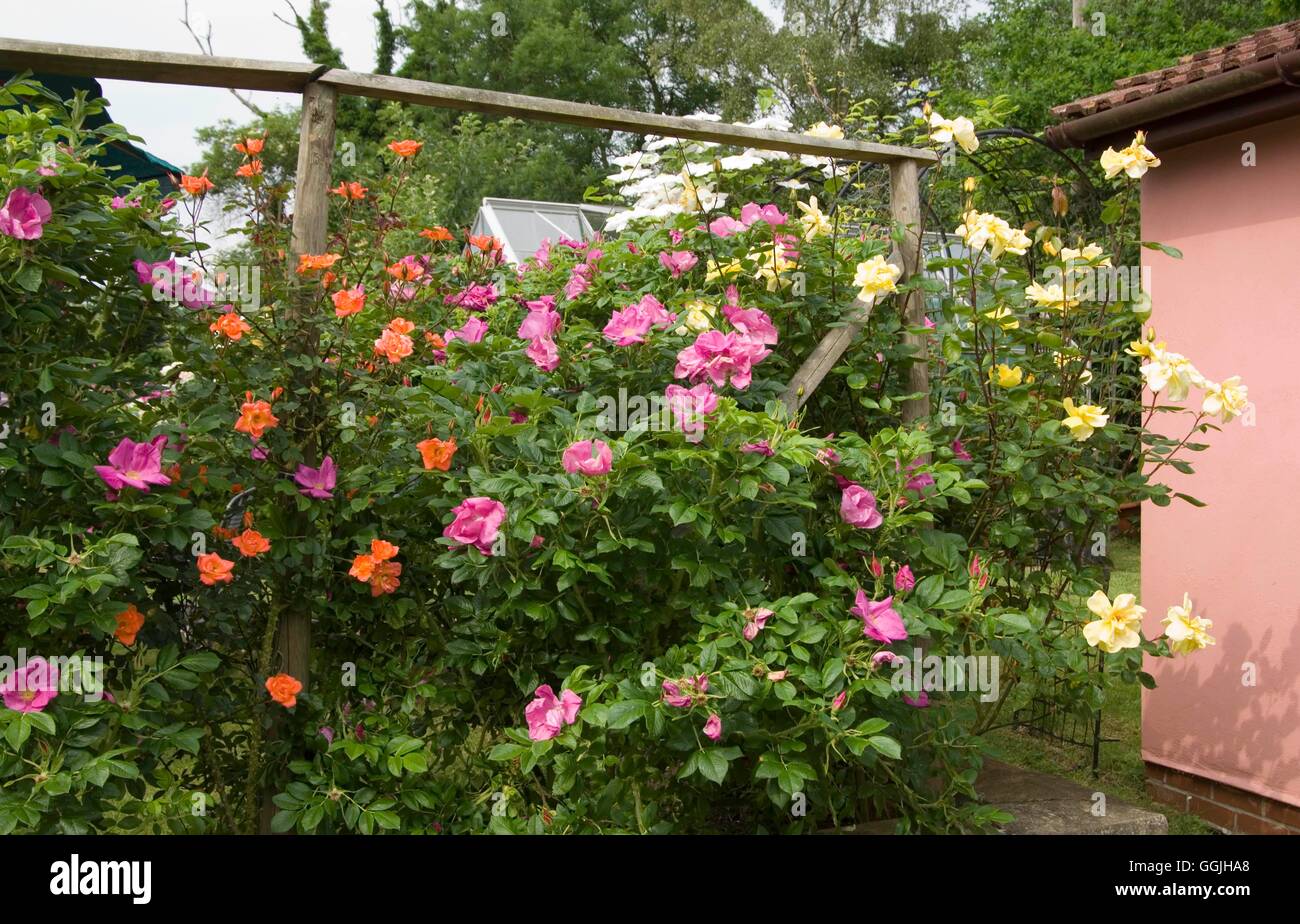 Climbing Roses Fence Stockfotos und -bilder Kaufen - Alamy