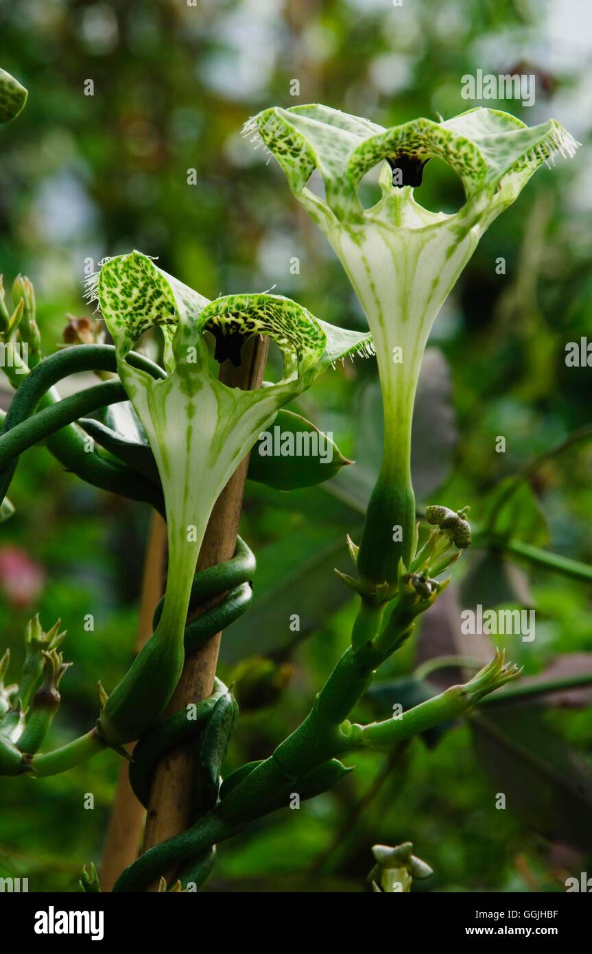 Ceropegia Sandersonii 'Elegance' MIW253081 Stockfoto