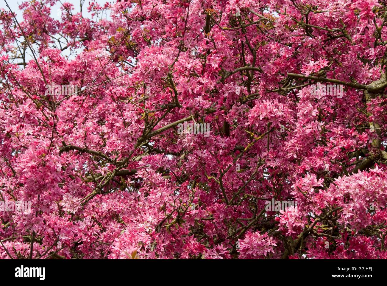 Malus 'Laxton es Red' MIW253148 Stockfoto
