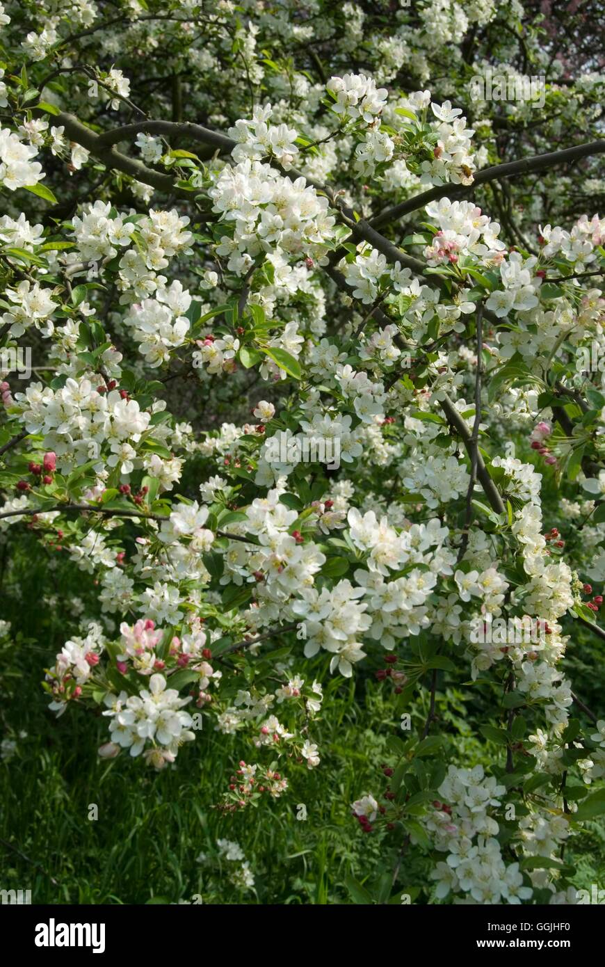 Malus X zumi 'Calocarpa' MIW253155 Stockfoto