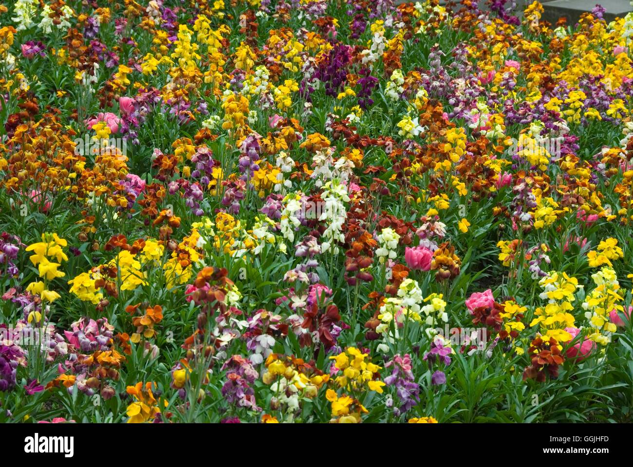 Mauerblümchen-(Wegrauke Cheiri) MIW253166 Stockfoto