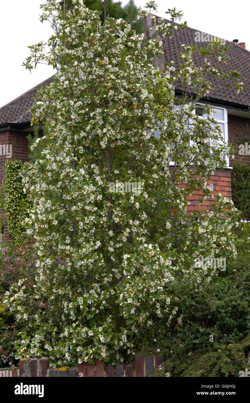 nymansay-fotos-und-bildmaterial-in-hoher-aufl-sung-alamy