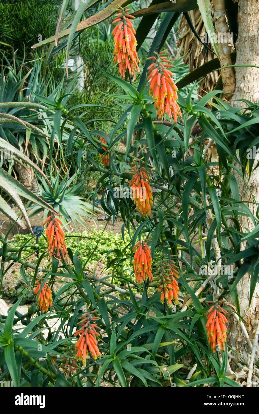 Aloe Ciliaris-- Klettern Aloe MIW253298 Stockfoto