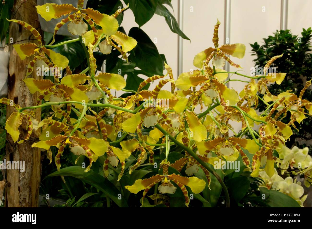 Rossioglossum Grande MIW253333 Stockfoto