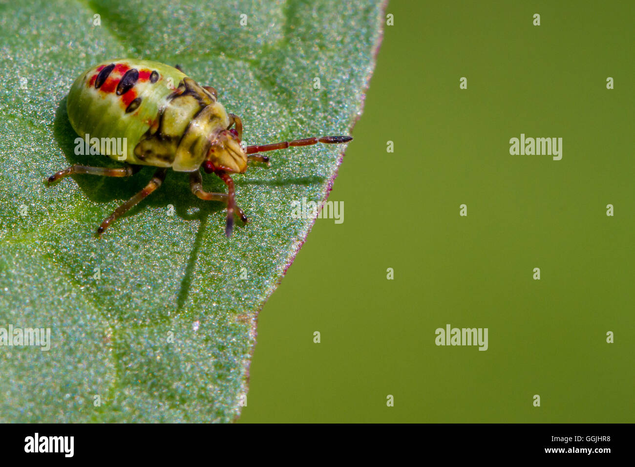Shieldbug Nymphe (ca. 5 mm in der Länge), Yorkshire, Großbritannien Stockfoto