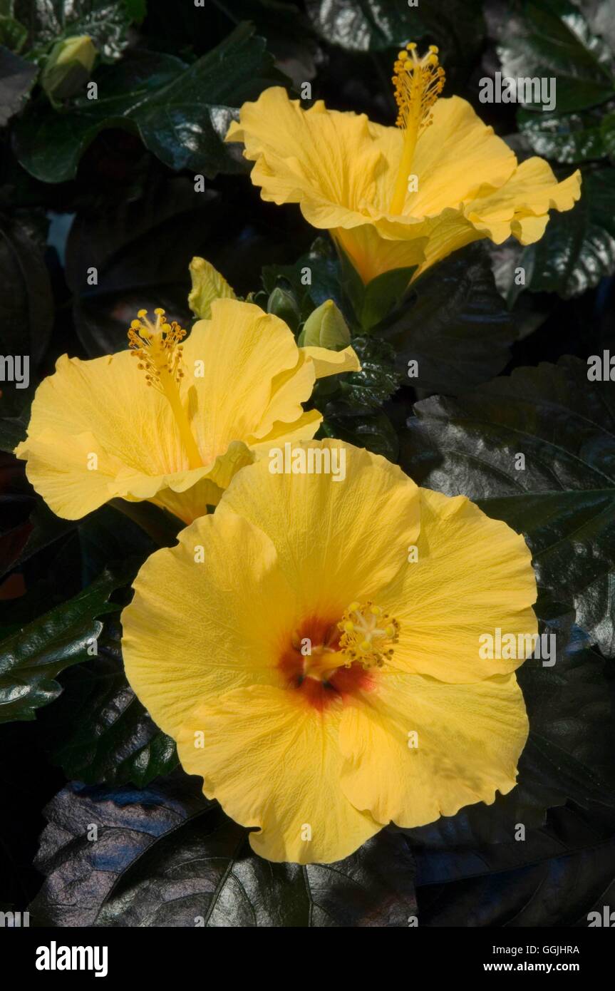 Hibiscus Rosa-Sinensis "Gelben Cashmere Breeze" MIW253348 Stockfoto