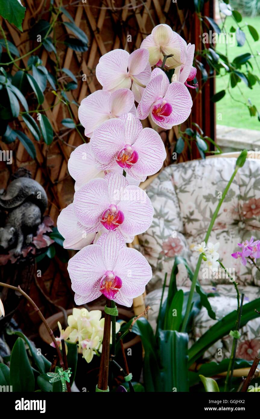 Phalaenopsis "Fajen Feuerwerk" MIW253417 Stockfoto