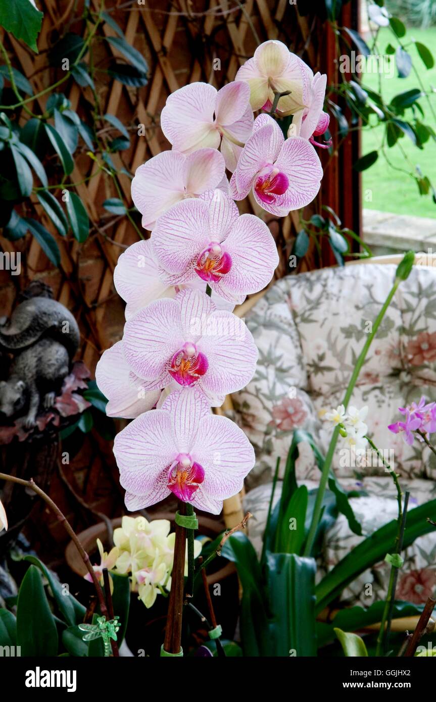 Orchidee zimmerpflanze -Fotos und -Bildmaterial in hoher Auflsung  Alamy