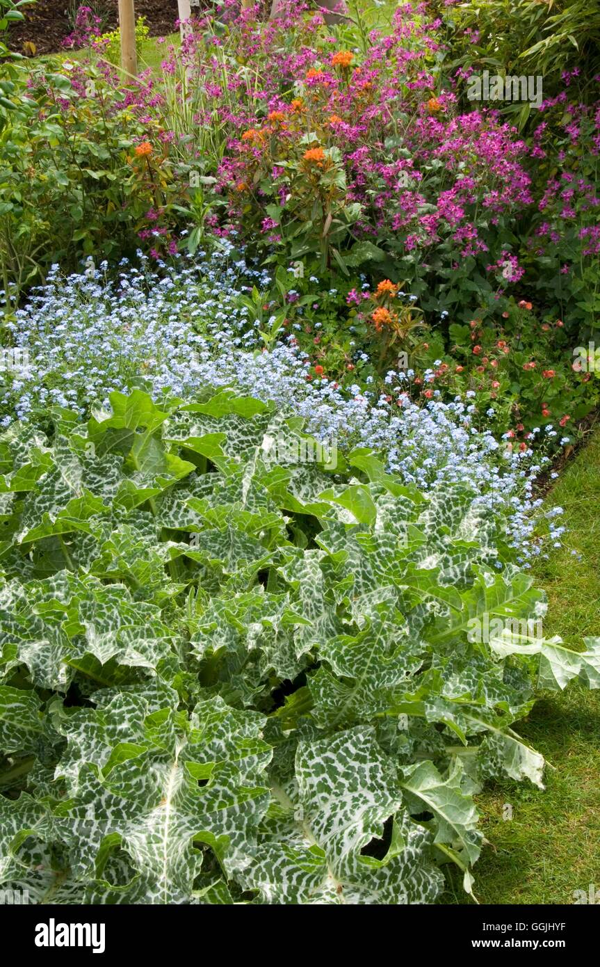 Silybum Marianum-- südlichen Milch Distel MIW253448 Stockfoto