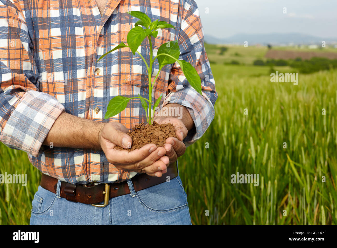 Mannhände halten eine Pflanze. Ökologie-Konzept Stockfoto