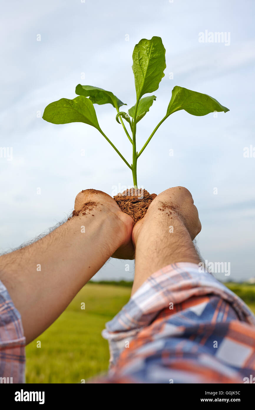 Mannhände halten eine Pflanze. Ökologie-Konzept Stockfoto