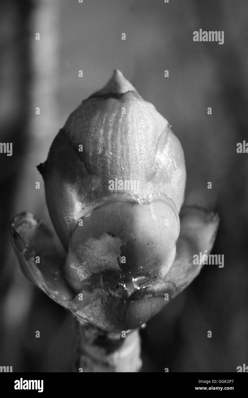 Knospe der europäischen Kastanie, Baum, Natur, Deutschland Stockfoto