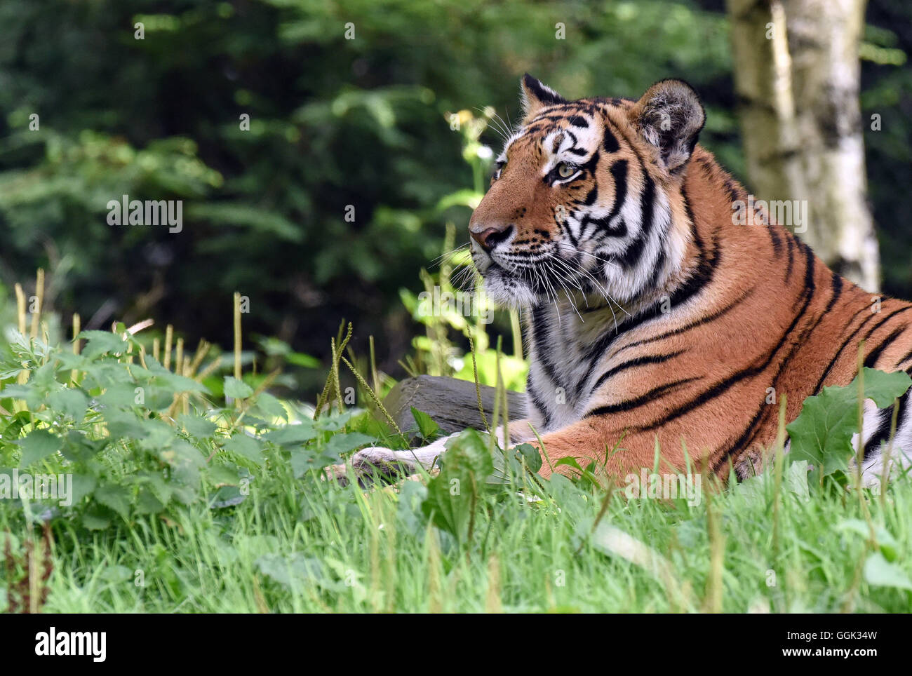 Tiger ist der Tierpark Hagenbeck in Hamburg, Deutschland, 4. August 2016 abgebildet. Stockfoto