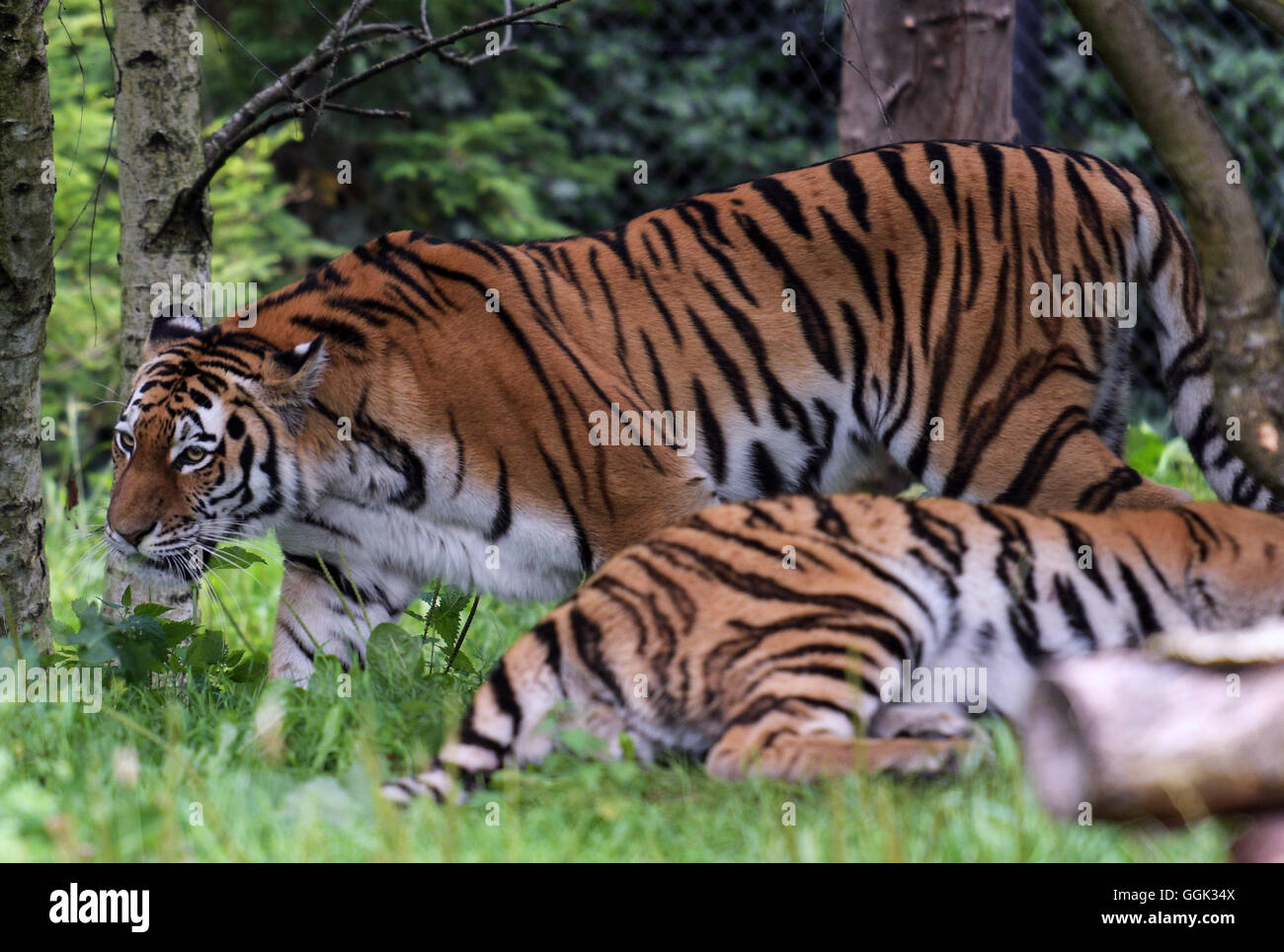 Tiger in den Tierpark Hagenbeck in Hamburg, Deutschland, 4. August 2016. Stockfoto