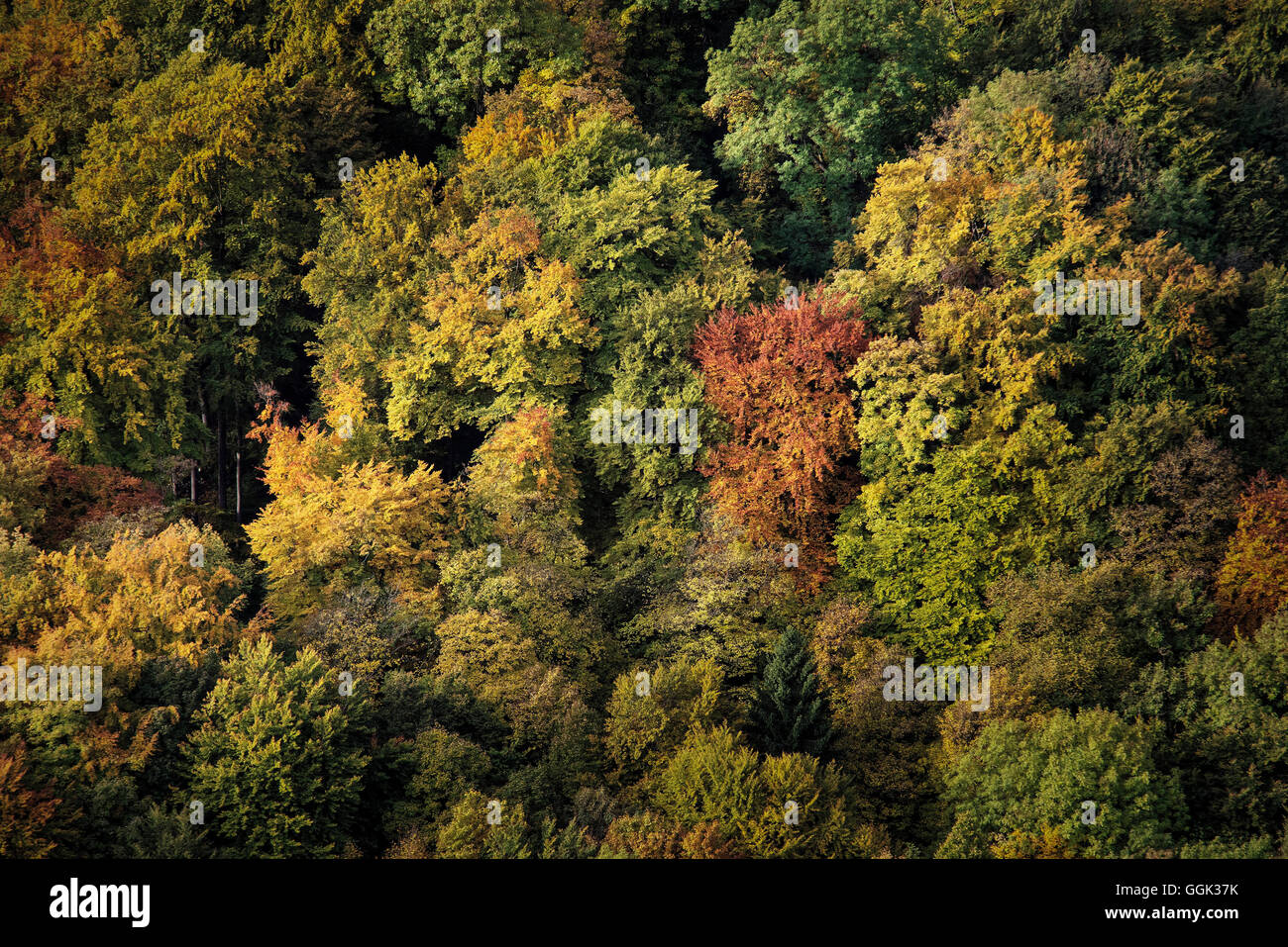 Blick auf bunten Bäumen am Schloss Lichtenstein im Herbst, schwäbische Alp, Baden-Württemberg, Deutschland Stockfoto