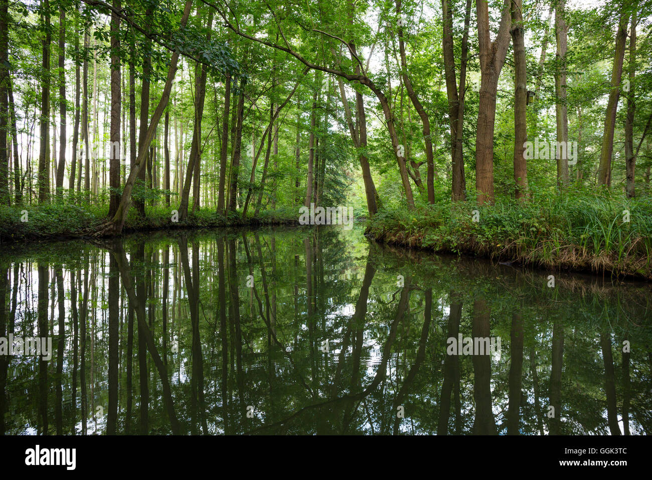 Fluss fließt durch den Spreewald, UNESCO Biosphären Reservat, Lübbenau, Brandenburg, Deutschland, Europa Stockfoto
