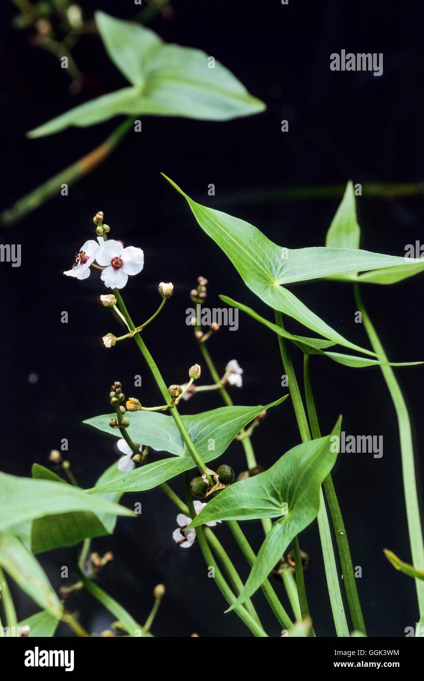 Waterplant, Sagittaria Sagittifolia, Spreewald, UNESCO-Biosphärenreservat, Brandenburg, Deutschland, Europa Stockfoto