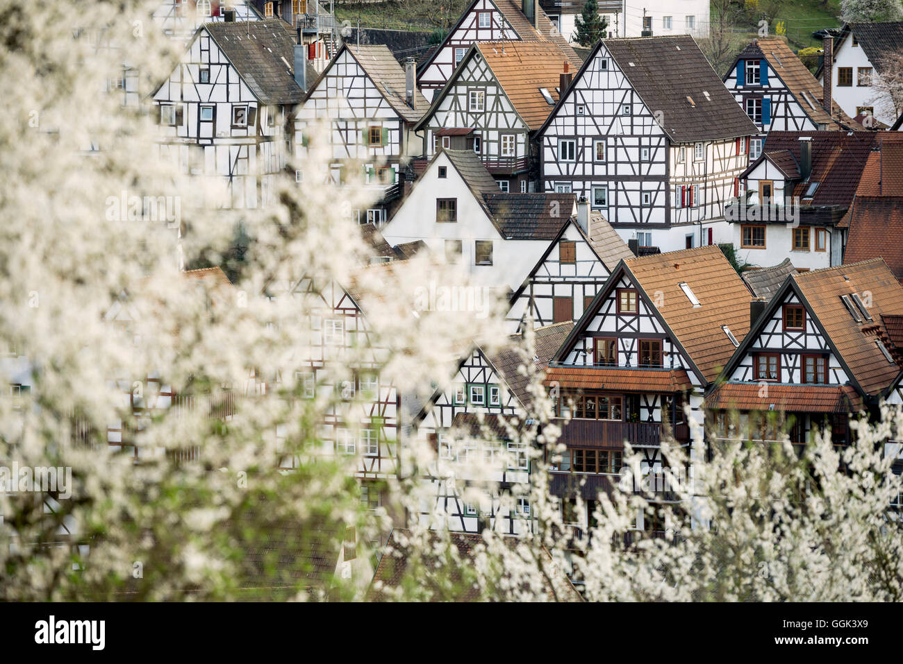 Fachwerkhäuser und Bäume in Blüte, Schiltach, Schwarzwald, Baden-Württemberg, Deutschland Stockfoto