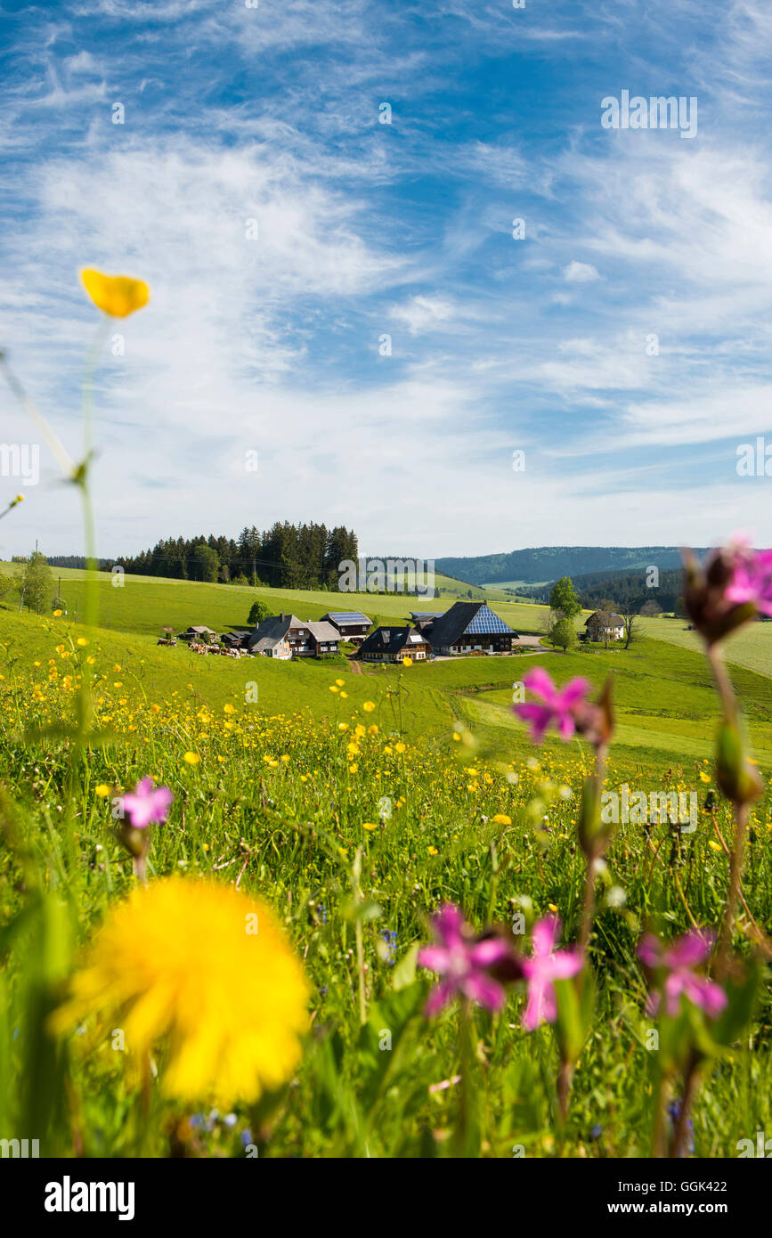 Traditioneller Bauernhof Haus und Blumen Wiese, Guetenbach, in der Nähe von Furtwangen, Schwarzwald, Baden-Württemberg, Deutschland Stockfoto