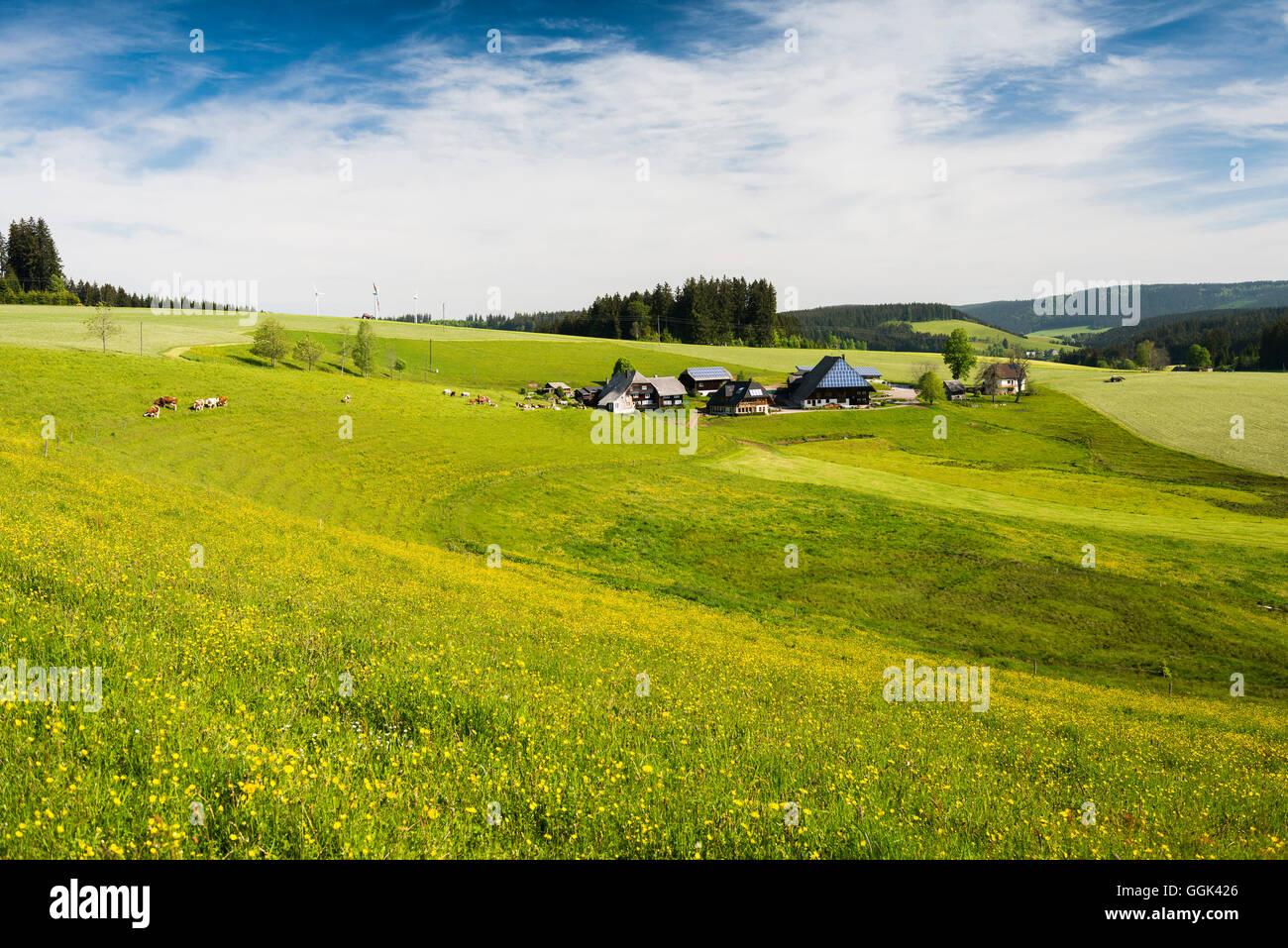 traditioneller Bauernhof Haus und Blumen Wiese, Guetenbach, in der Nähe von Furtwangen, Schwarzwald, Baden-Württemberg, Deutschland Stockfoto