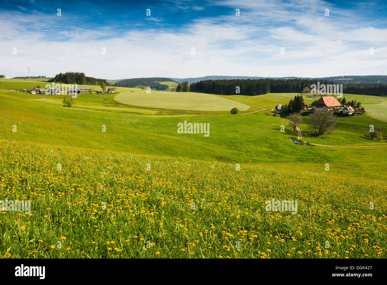 traditioneller Bauernhof Haus und Blumen Wiese, Guetenbach, in der Nähe von Furtwangen, Schwarzwald, Baden-Württemberg, Deutschland Stockfoto