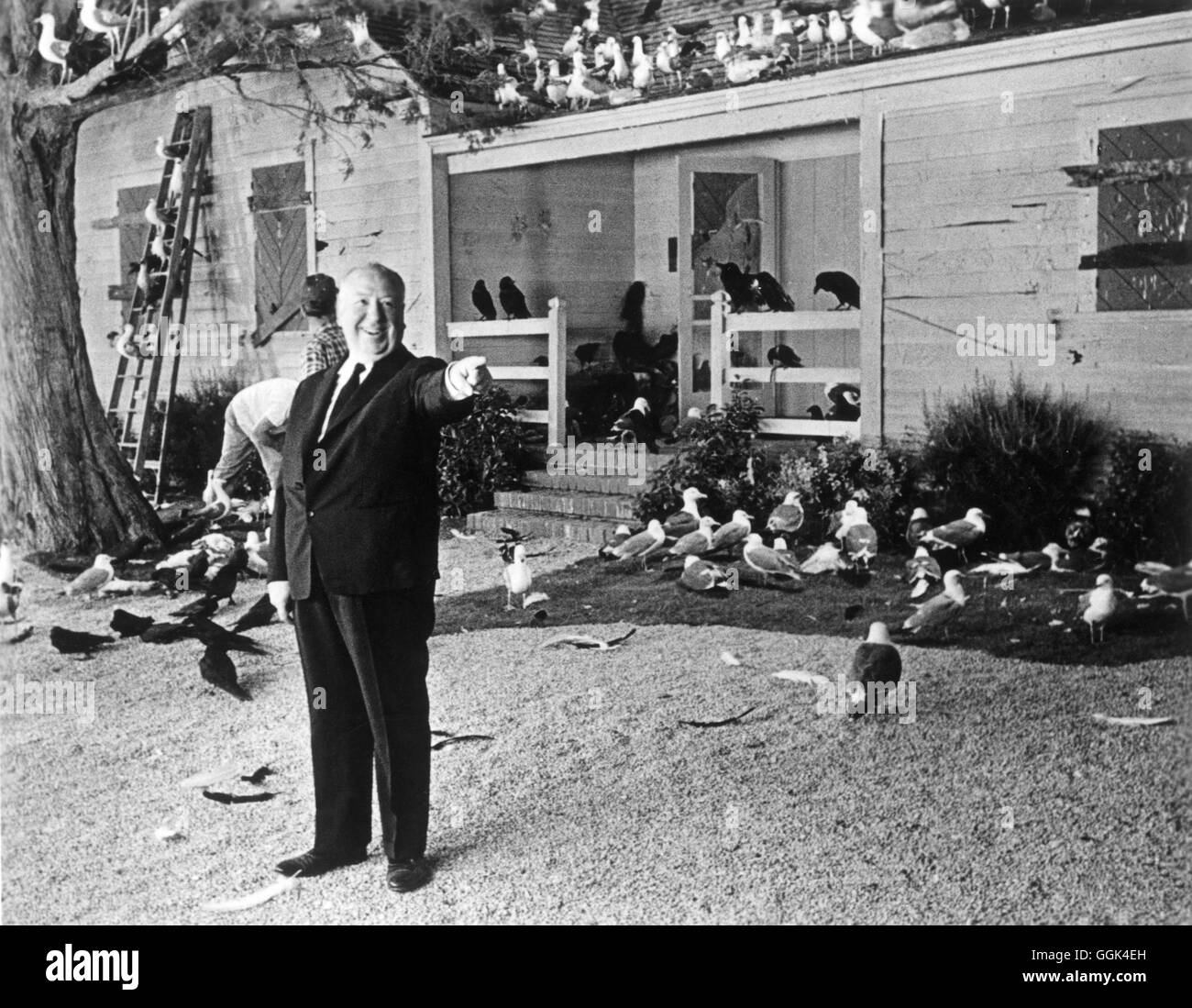 Hitchcock Vögel Hitchcock Vögel