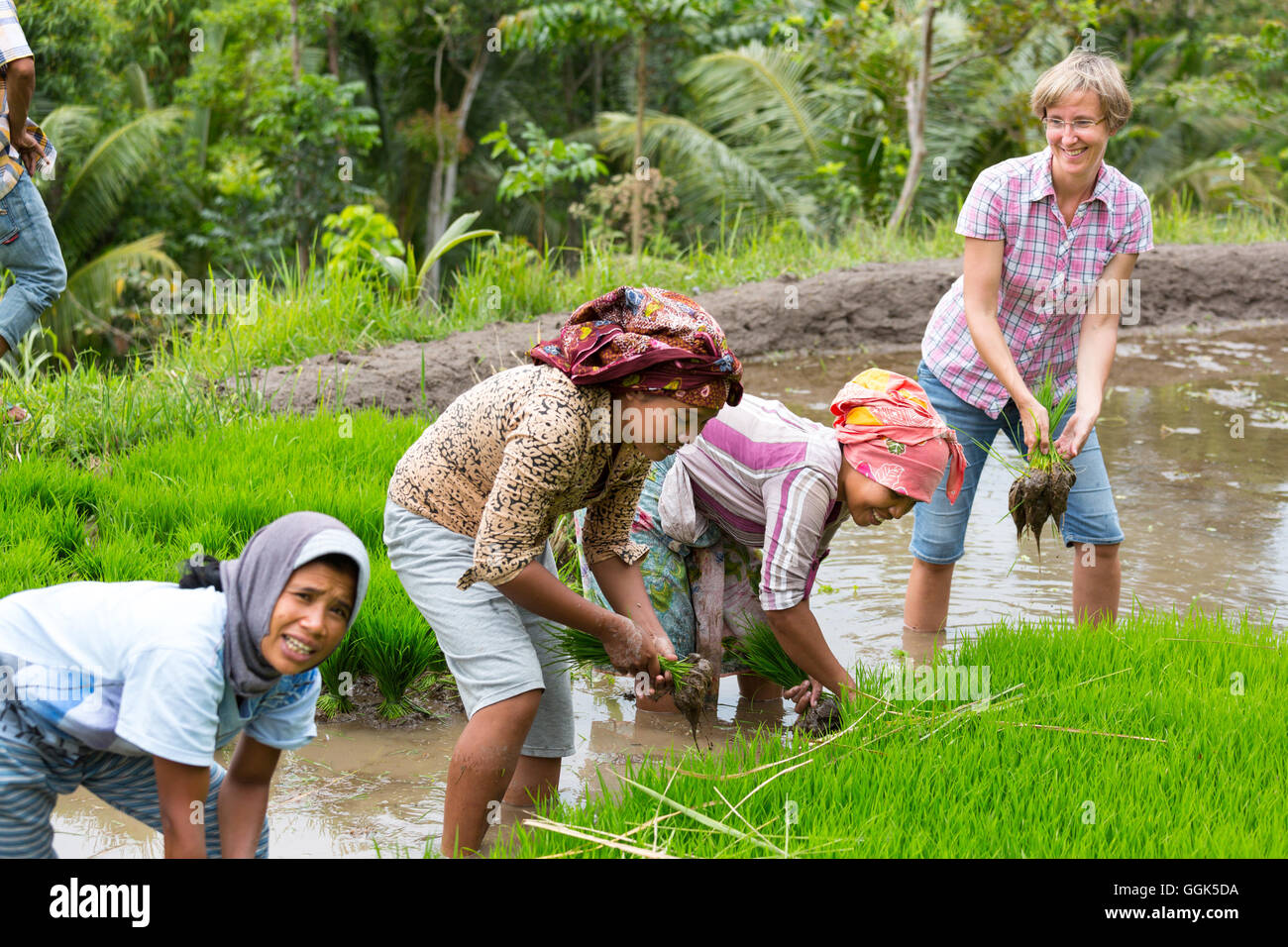 Deutsche Frauen mit indonesischen Frauen im Reisfeld, Paddyfield, wachsende Reis, Keimlinge, Pflanzen, Anbau von Reis, Kontakt mit Stockfoto