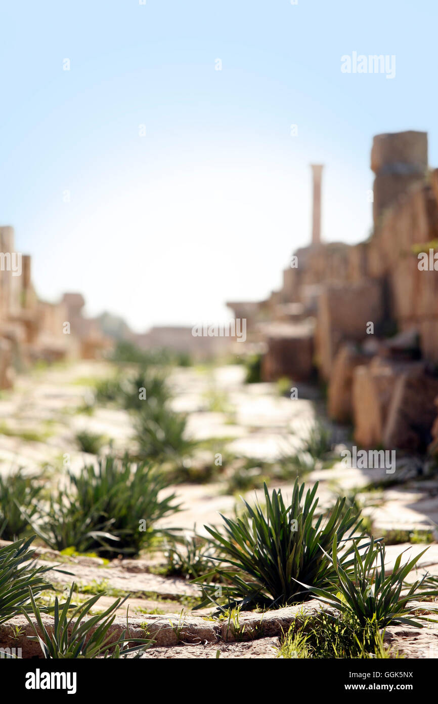 Rasen wächst auf dem Weg zu den Ruinen von Leptis Magna, in der Nähe von Khoms, Tripolitanien, Libyen, Afrika Stockfoto