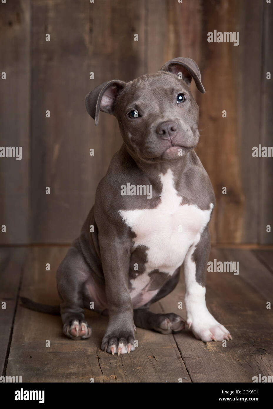 Pitbull Welpen sitzen in einem hölzernen studio Stockfoto