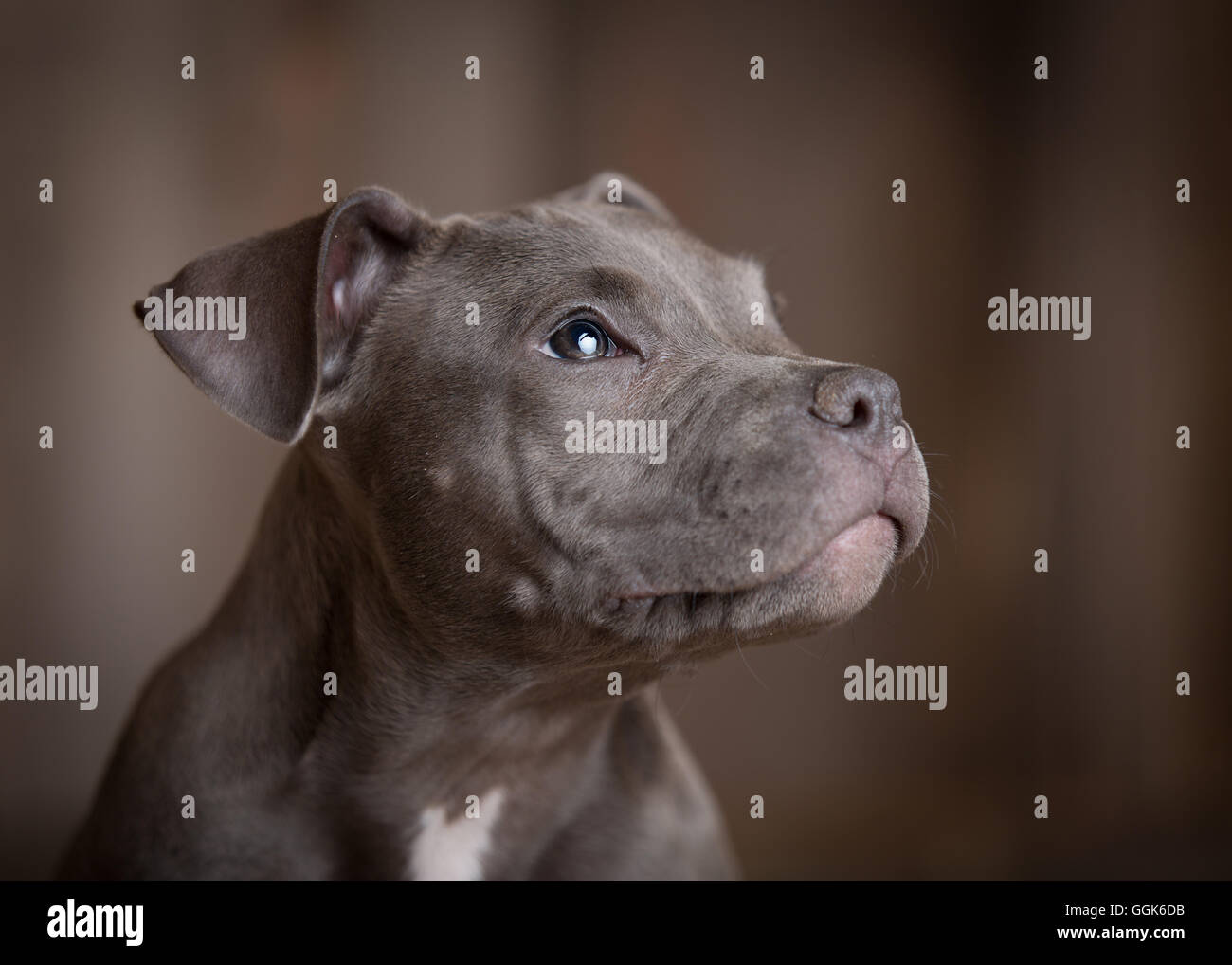 Pitbull Welpen Gesicht in einem hölzernen studio Stockfoto