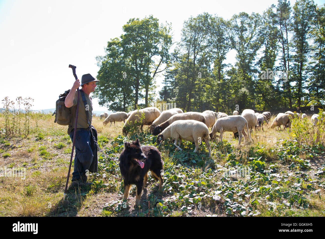 Ein Hirte mit seinem Hund wacht über eine Herde Schafe, Armsfeld, Bad Wildungen, Hessen, Deutschland, Europa Stockfoto
