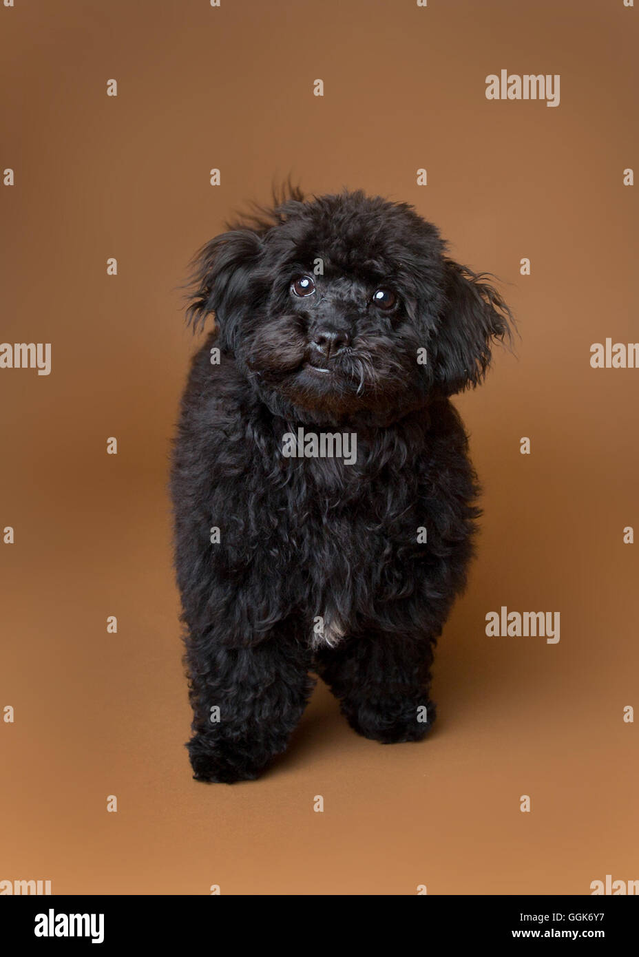 Süße schwarze Cockapoo in einem studio Stockfoto