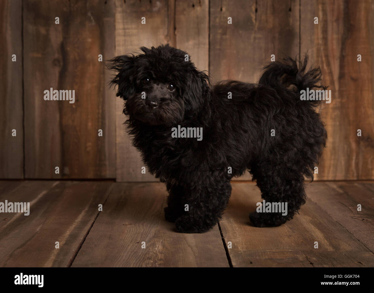 Süße schwarze Cockapoo in einem studio Stockfoto