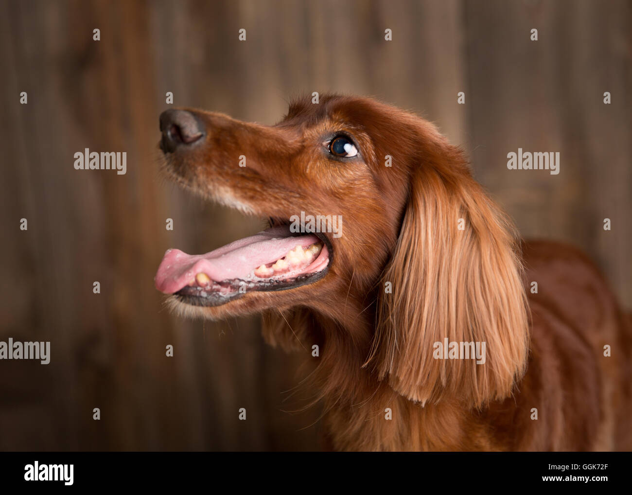 Roten Irish Red Setter keuchend schließen sich in einem hölzernen studio Stockfoto