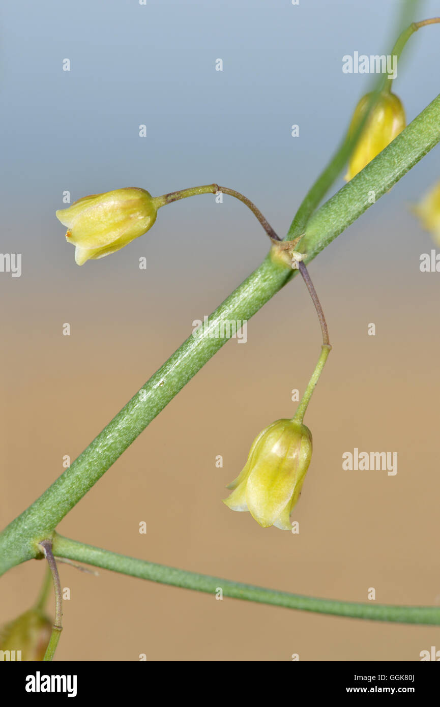 Spargel - Spargel officinalis Stockfoto