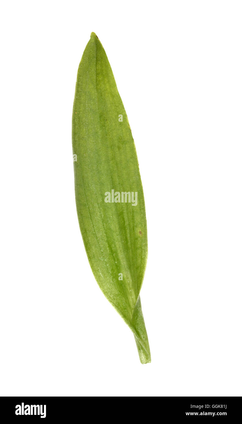 Biene Orchidee - Ophrys apifera Stockfoto