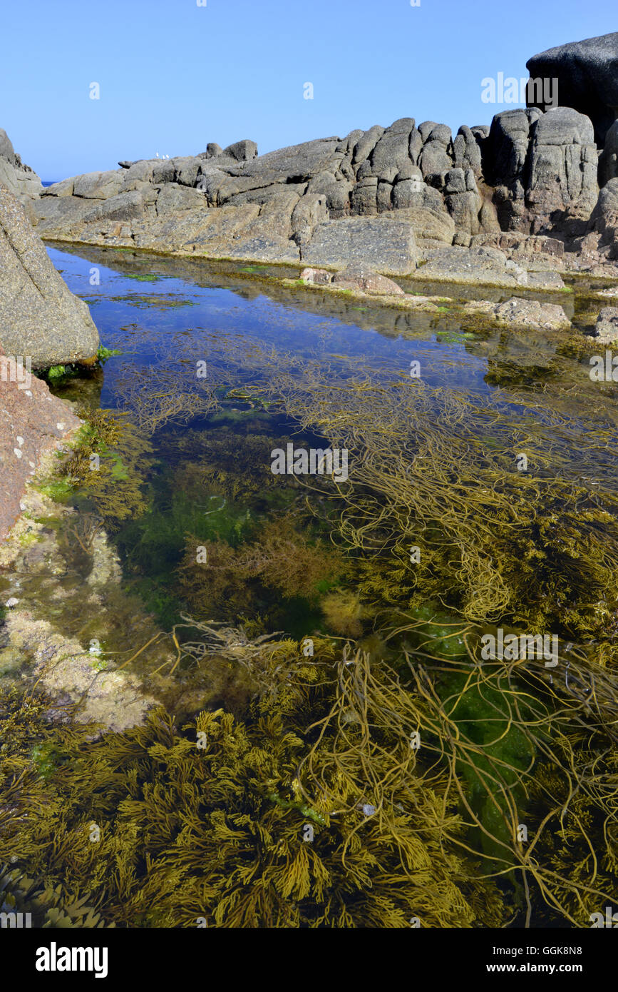 Rock Pool - St Mary's, Isles of Scilly Stockfoto