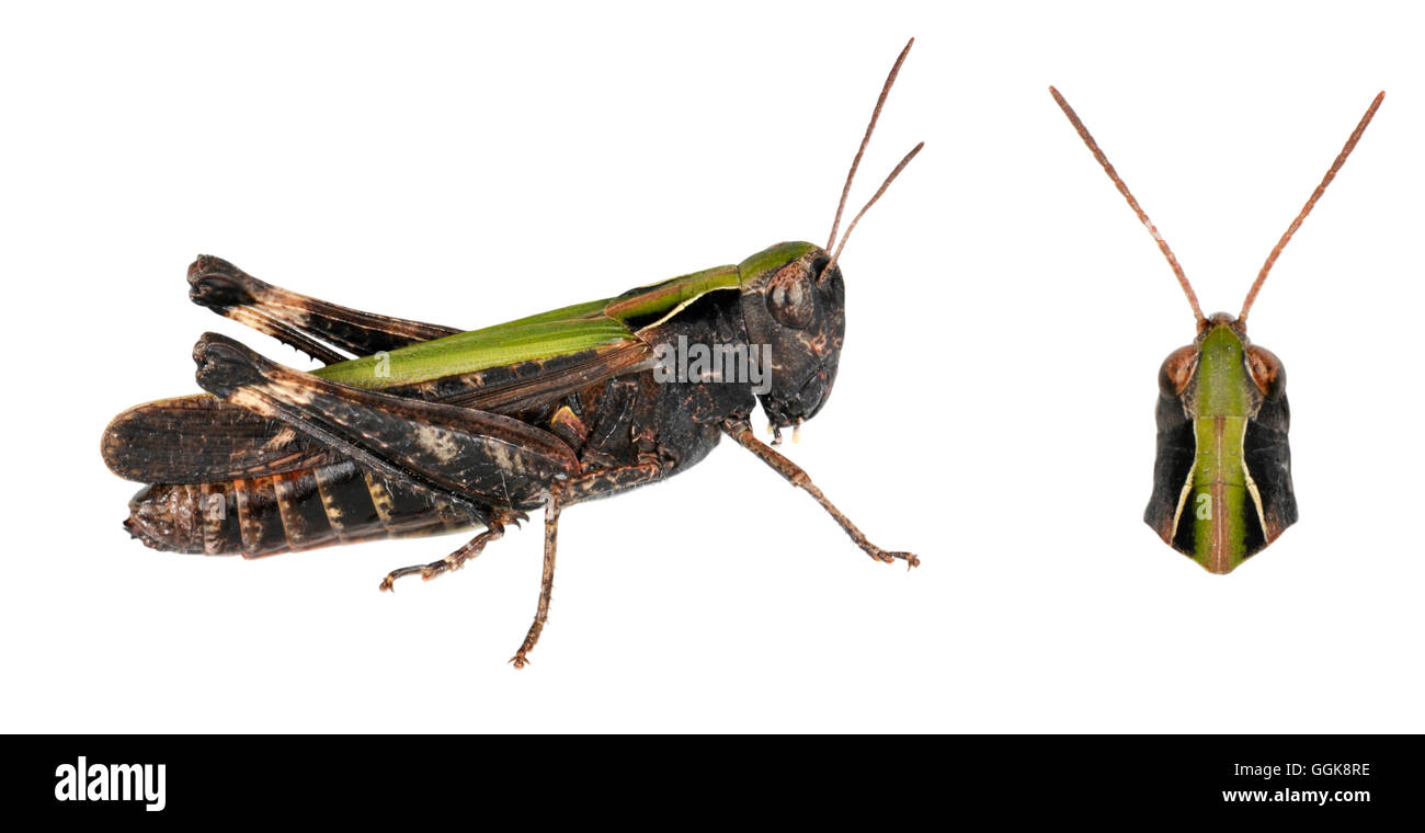 Woodland Grasshopper - Omocestus Art - männlich Stockfoto