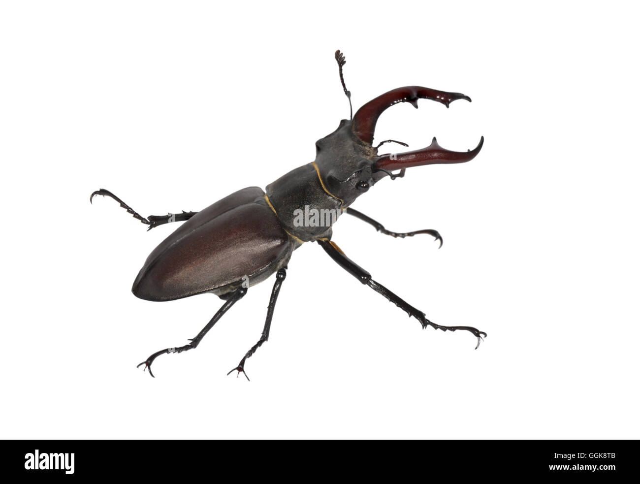 Hirschkäfer - Lucanus Cervus - männlich Stockfoto