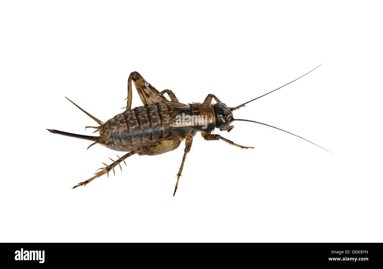 Holz-Cricket - Nemobius Sylvestris - weiblich Stockfoto
