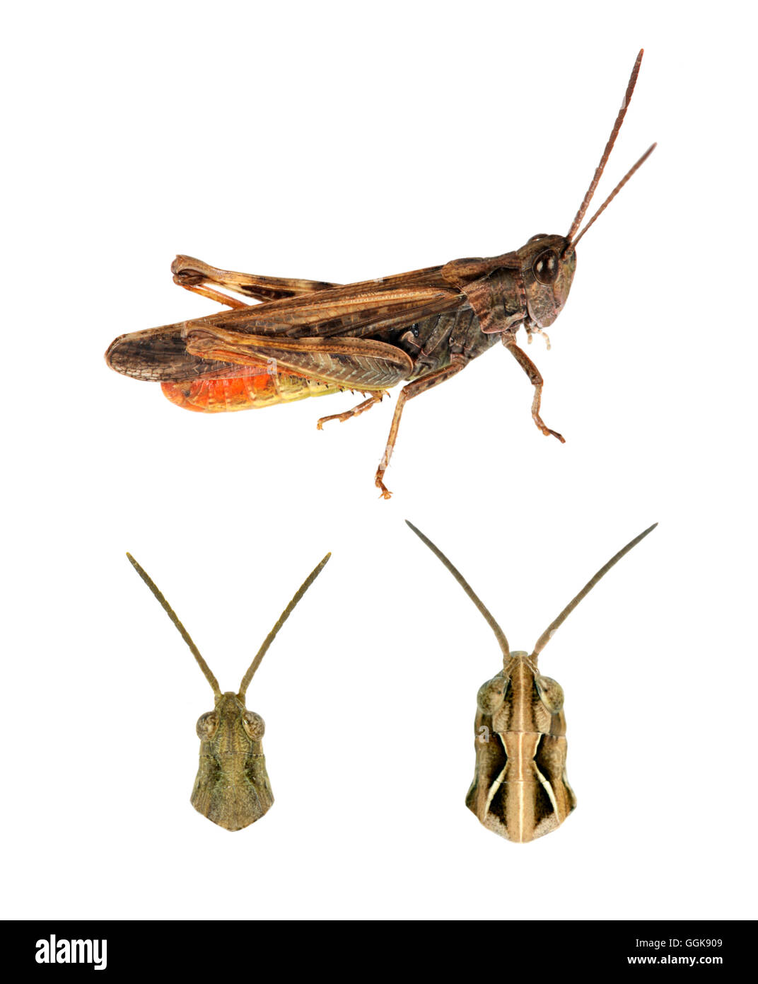 Gemeinsamen Feld Grasshopper - Chorthippus Brunneus oben = männlich unten links = männlich unten rechts = weiblich Stockfoto