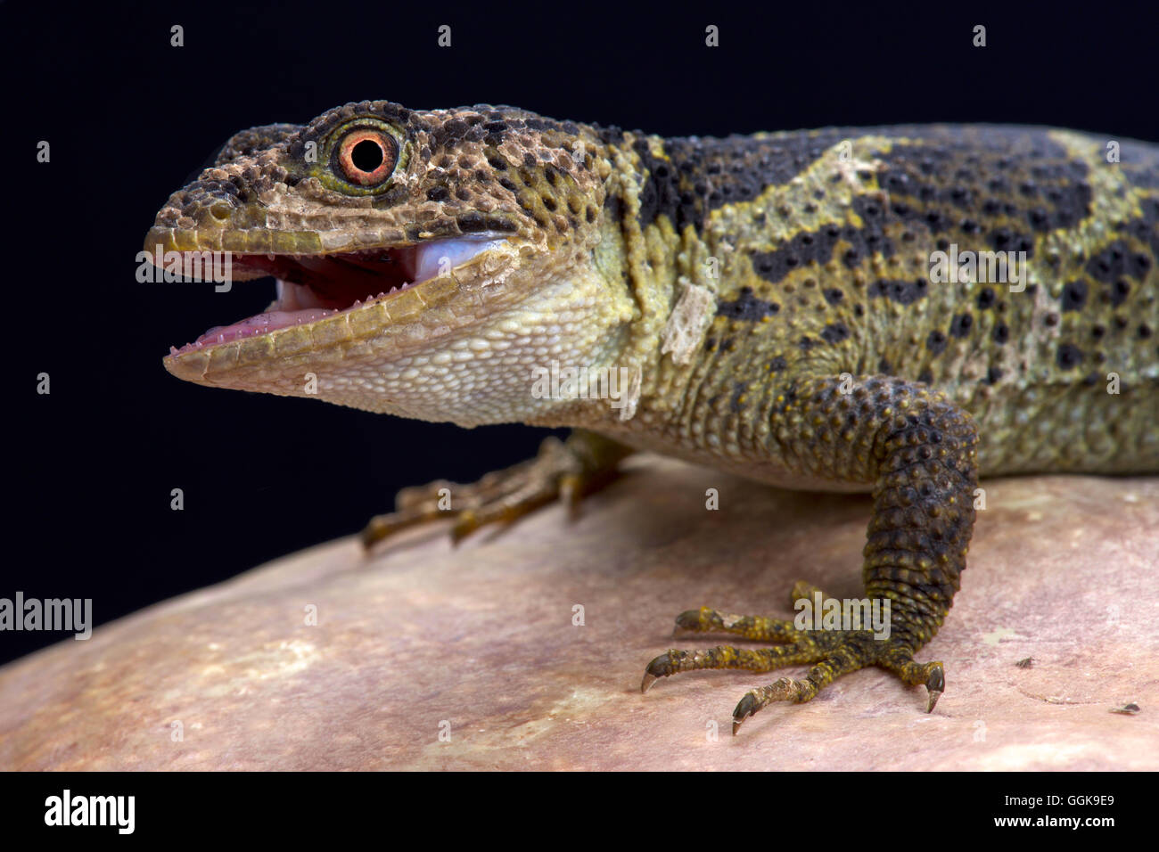 Newmans Regler skaliert Eidechse (Xenosaurus Newmanorum), Xilita, Mexiko Stockfoto