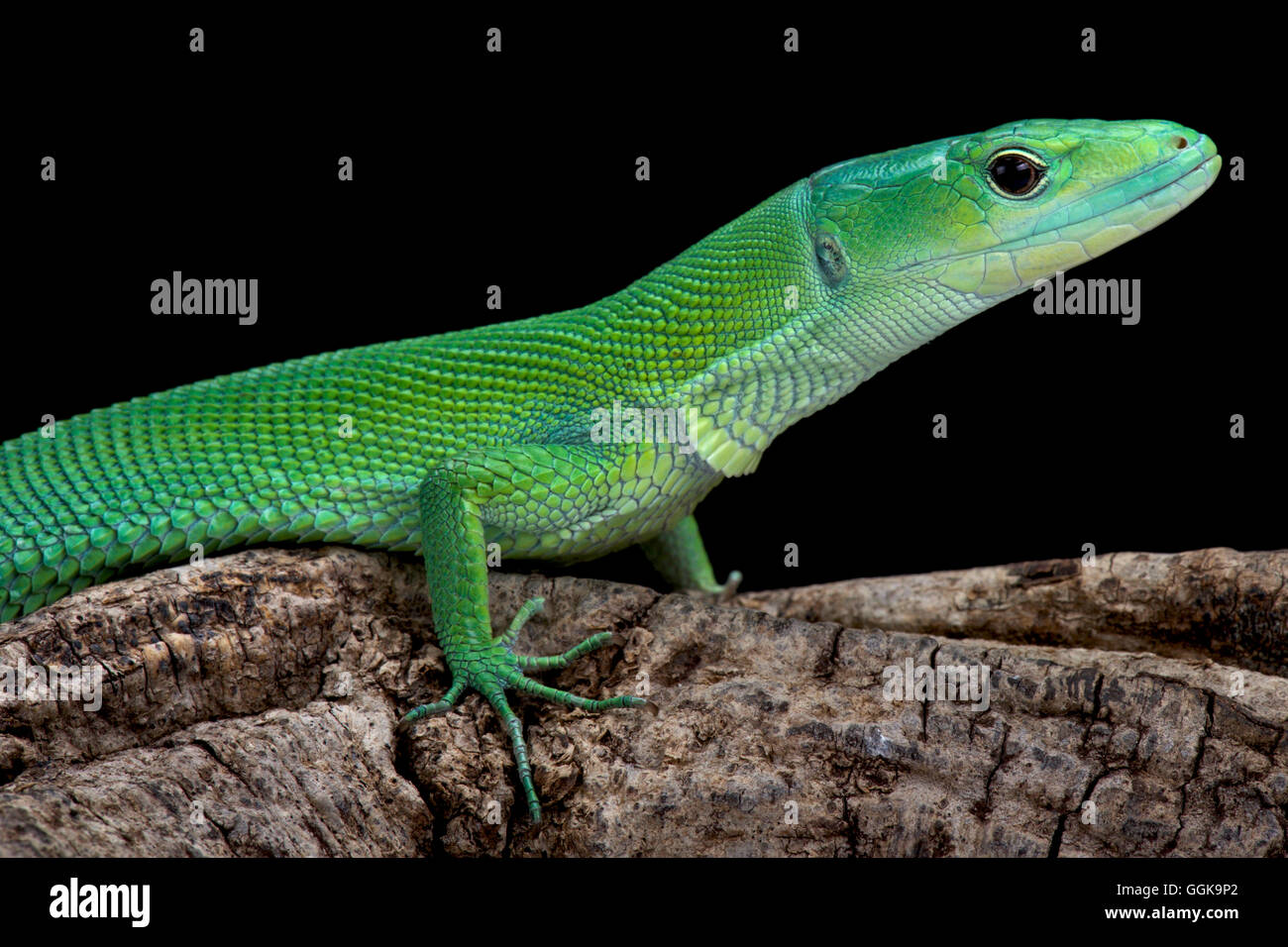 Kiel-bellied Smaragdeidechse (Gastropholis Prasina) Stockfoto