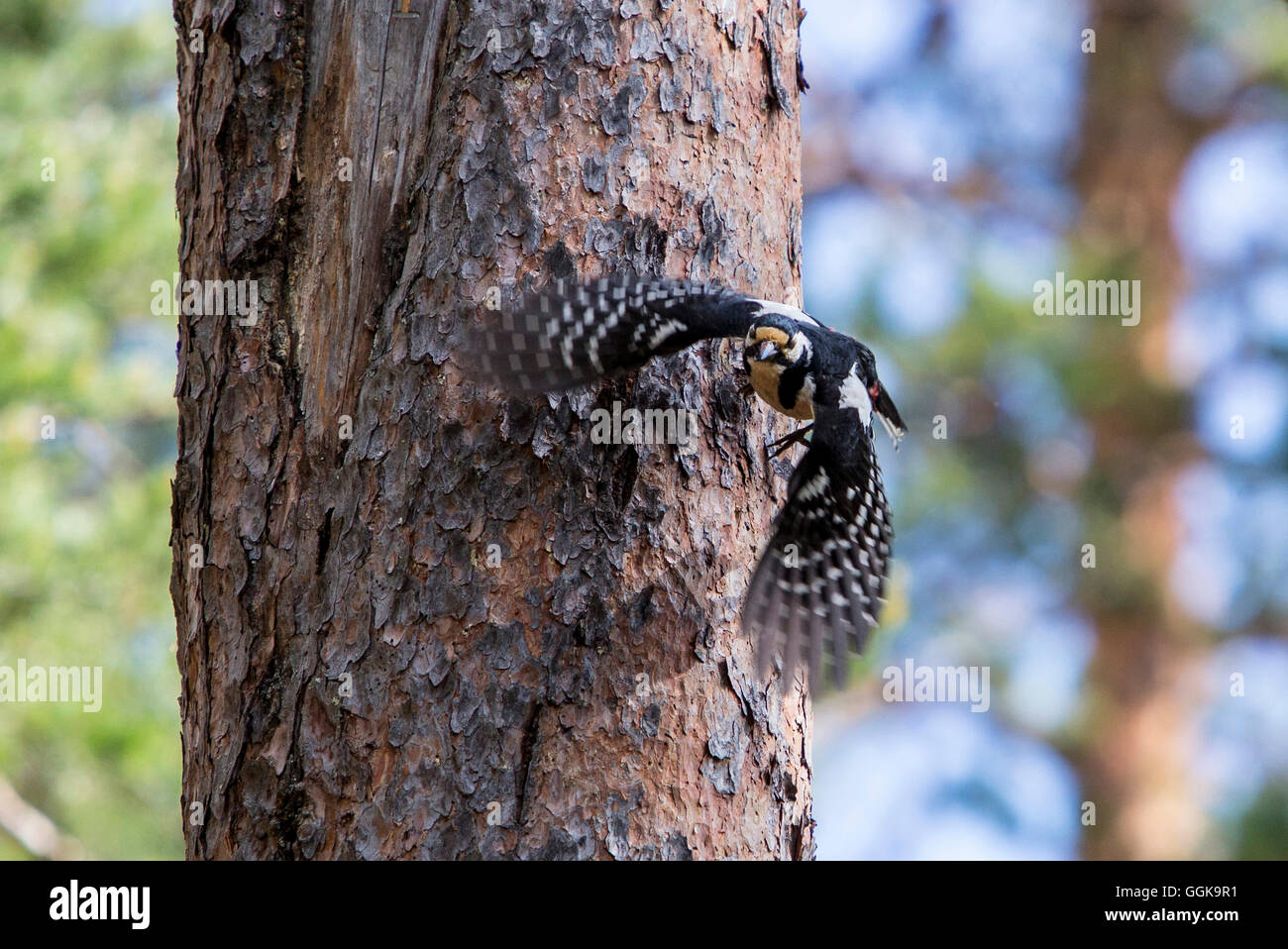 Specht, fliegen, Oulanka-Nationalpark, Nordösterbotten, Finnland Stockfoto