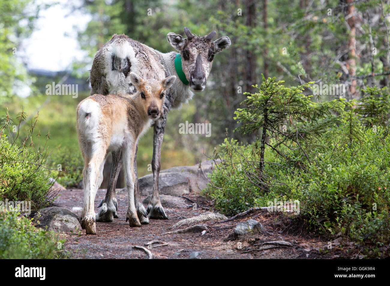 Rentier und junge Tier, Nationalpark Oulanka Österbotten, Nordfinnland Stockfoto