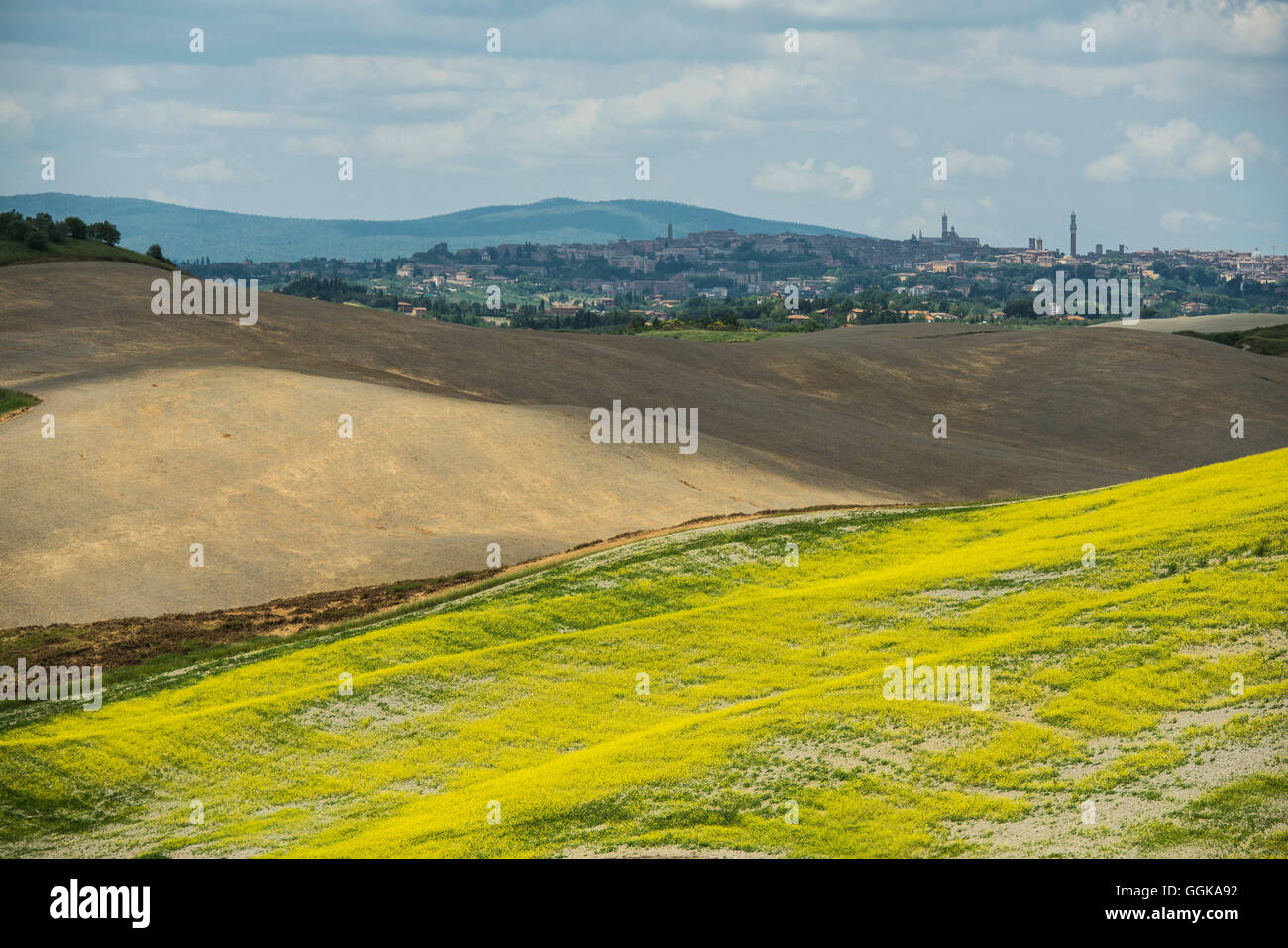 Landschaft bei Crete Senesi, in der Nähe von Siena, Toskana, Italien Stockfoto